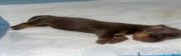 Dachshund dogs for sale: Beautiful dachund puppies  - Advert 5