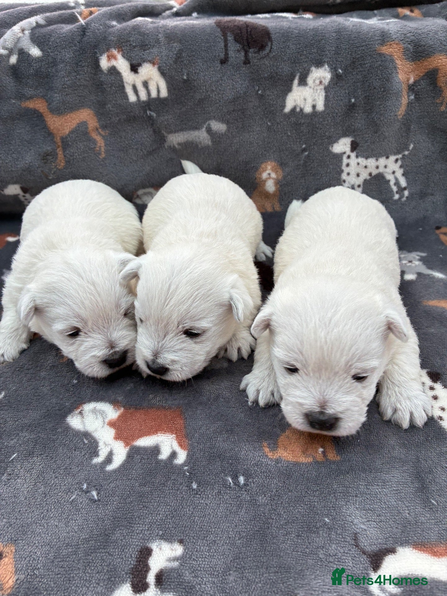 West Highland Terrier dogs West Highland Terriers  - Advert 2