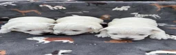 West Highland Terrier dogs for sale: West Highland Terriers  - Advert 7