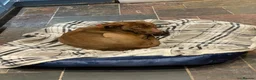 Mixed Breed dogs for sale: Suzie in Ashton-under-Lyne - Advert 2