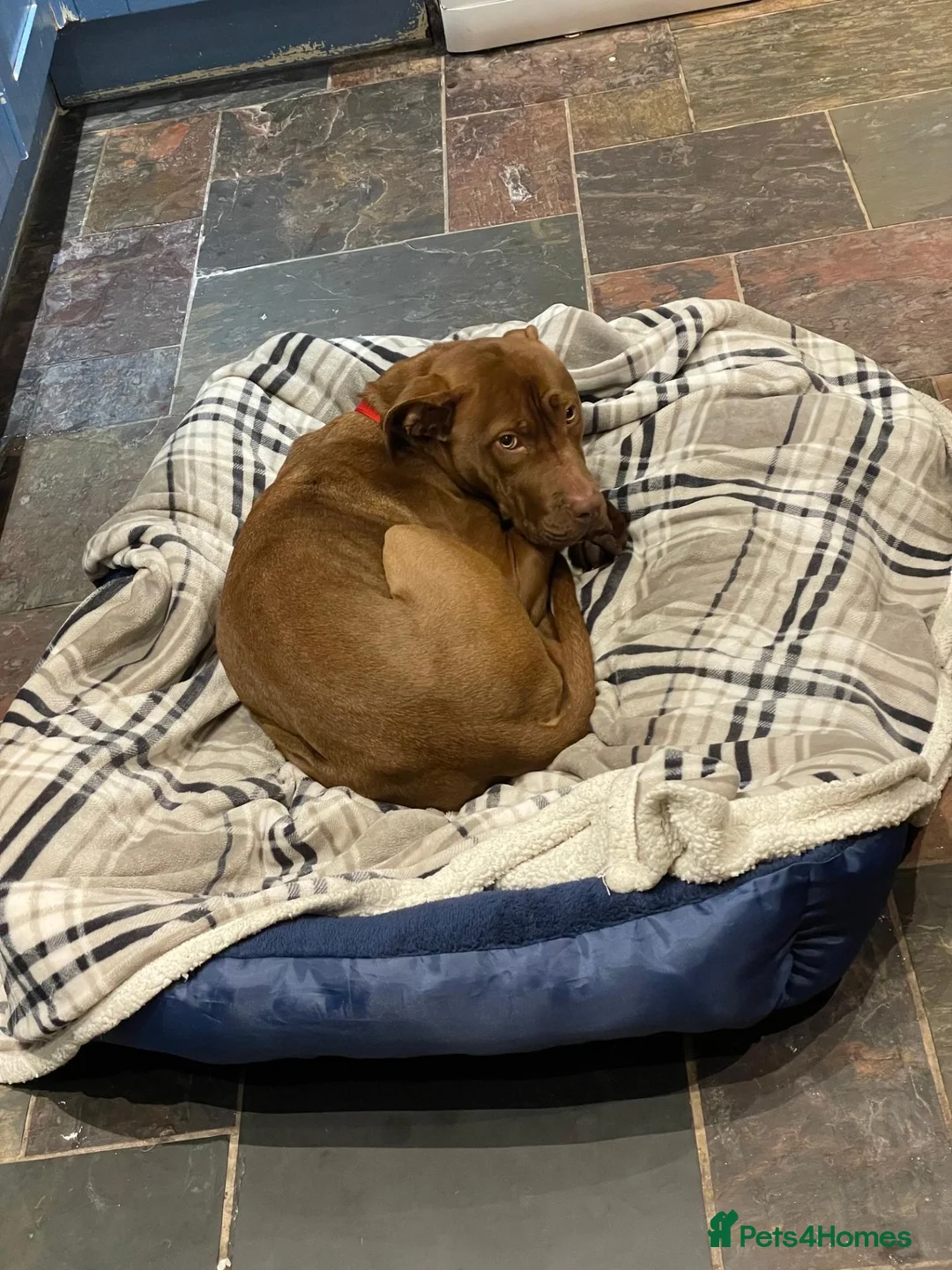 Mixed Breed dogs for sale: Suzie in Ashton-under-Lyne - Advert 2