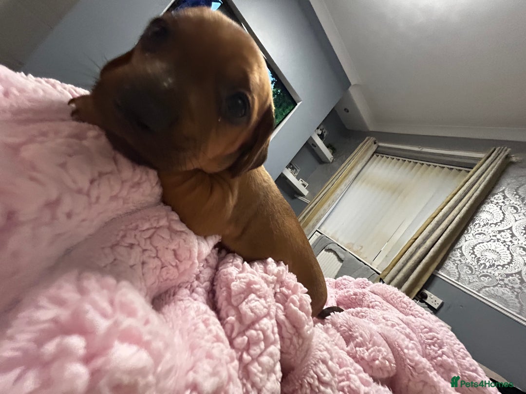 Mixed Breed dogs for sale: Beautiful Doxies - Image 9