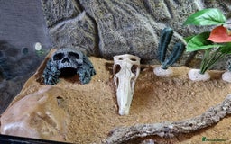 Gecko reptiles for sale: Leopard Gecko for sale - Advert 9