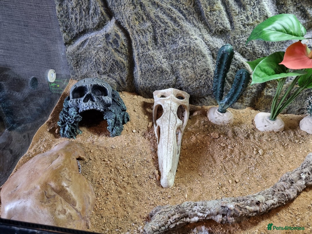 Gecko reptiles for sale: Leopard Gecko for sale - Advert 9