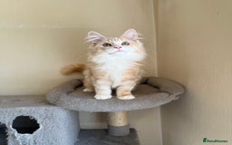 Maine Coon cats for sale: Stunning Maine coon kittens - Image 5