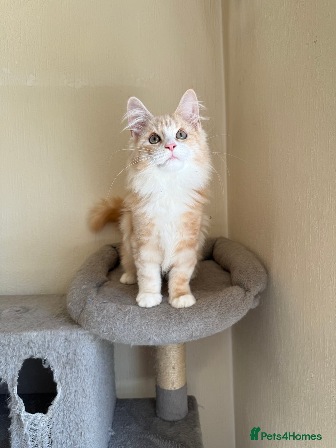 Maine Coon cats for sale: Stunning Maine coon kittens - Image 5