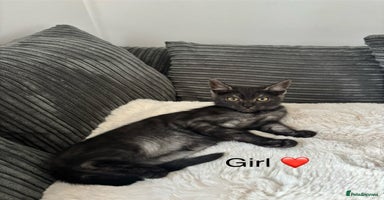 Mixed Breed cats - Advert 8