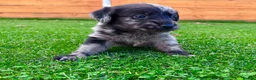 Labradoodle dogs for sale: F1 Labradoodle Merle Babies 🐾🐾🐾 - Advert 29