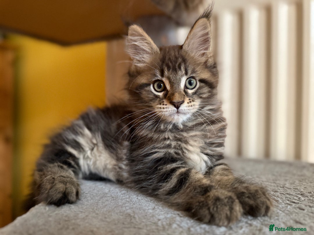 Maine Coon cats for sale: Purebred Maine Coon kittens from pedigree parents  in Lichfield - Image 34