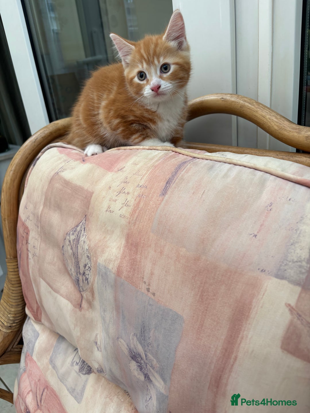 Mixed Breed cats for sale: Ginger Male Kitten -£220 - Image 9