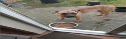 Belgian Shepherd Dog dogs for sale: LOVELY FRIENDLY DOG - Advert 2