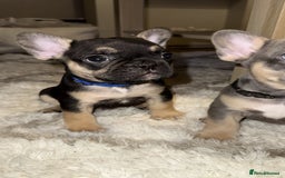 French Bulldog dogs for sale: READY NOW French bulldog puppies for sale - Image 3