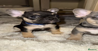 French Bulldog dogs - Advert 10