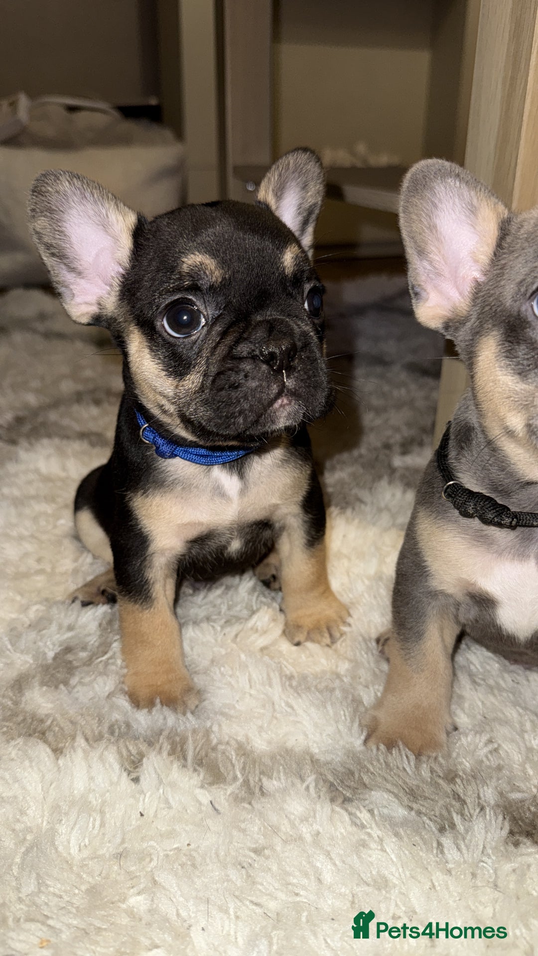 French Bulldog dogs for sale: READY NOW French bulldog puppies for sale - Image 3