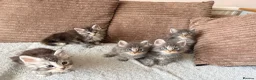Maine Coon cats for sale: Tica registered mainecoon kittens ready to view - Advert 4