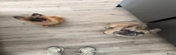 French Bulldog dogs for sale: French bulldog  - Advert 4