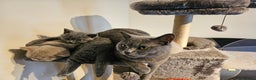 British Shorthair cats for sale: BRITISH SHORTHAIR KITTEN MALE AND FEMALE - Advert 9