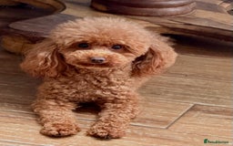 Maltipoo dogs for sale: Tiny maltipoo puppies - Image 16