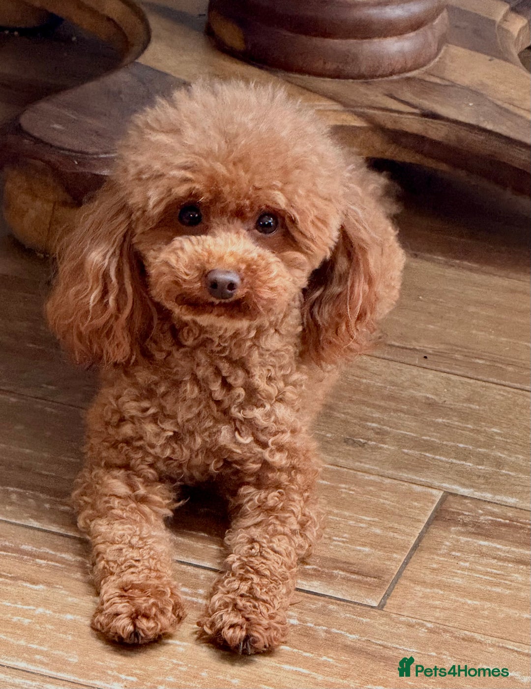 Maltipoo dogs for sale: Tiny maltipoo puppies - Image 16