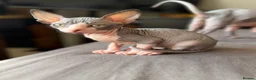 Sphynx cats for sale: Beautiful sphinx kittens  - Advert 4