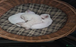 Devon Rex cats for sale: Devon Rex kittens  - Image 4