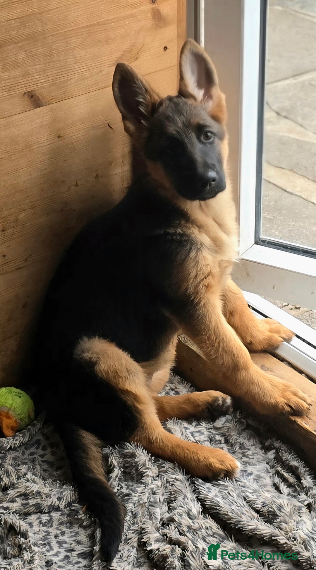 German Shepherd dogs for sale: KC REGISTERED GERMAN SHEPHERD PUPPIES (last puppy) - Advert 12