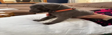 Great Dane Puppy Orange
