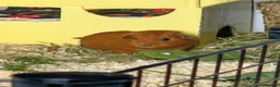 Guinea Pig rodents for sale: 2 female guinea pigs - Advert 2