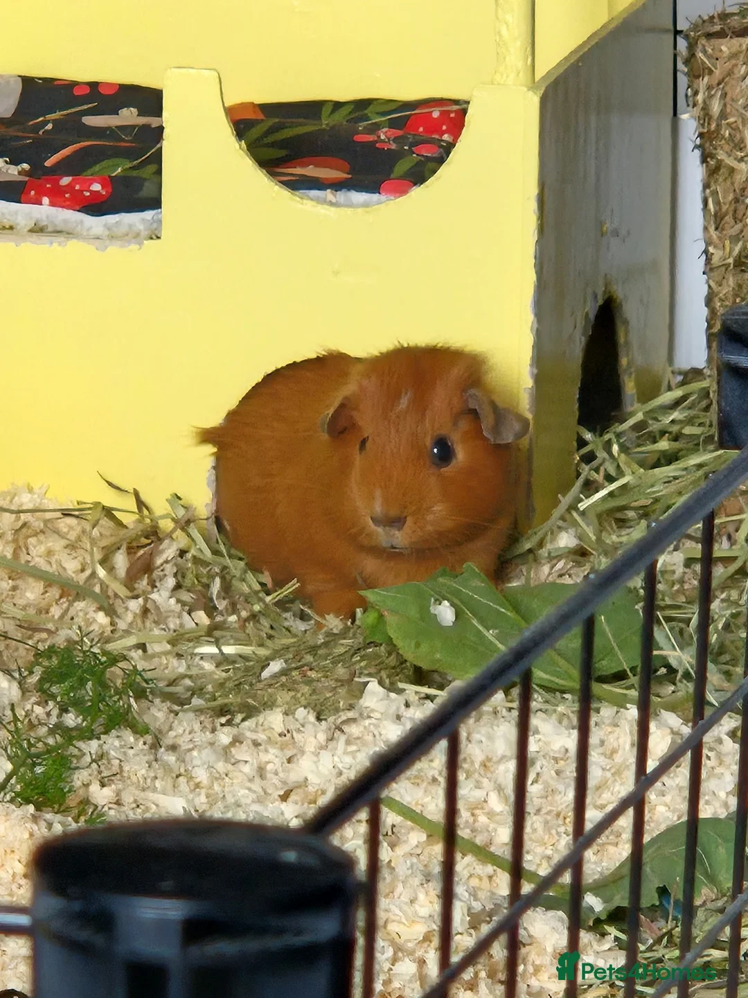 Guinea Pig rodents for sale: 2 female guinea pigs - Advert 2
