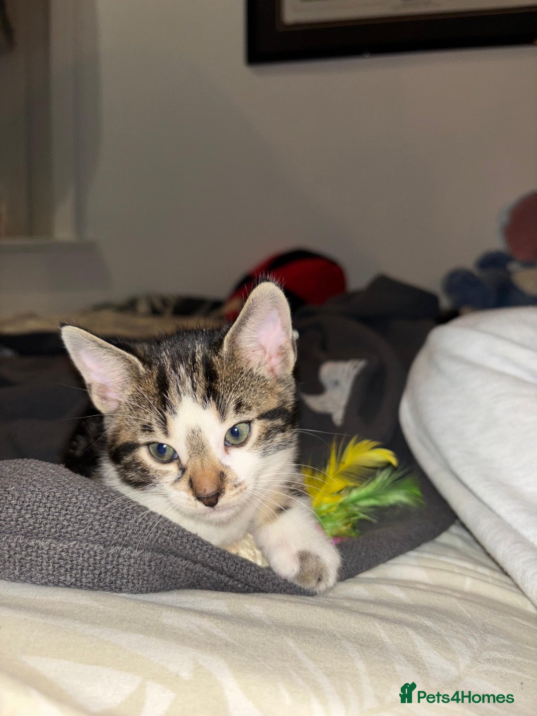 Bengal cats for sale: Half Bengal Kittens - Image 27