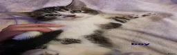 Mixed Breed cats for sale: Adorable Kittens Looking for Their Forever Homes  - Advert 1