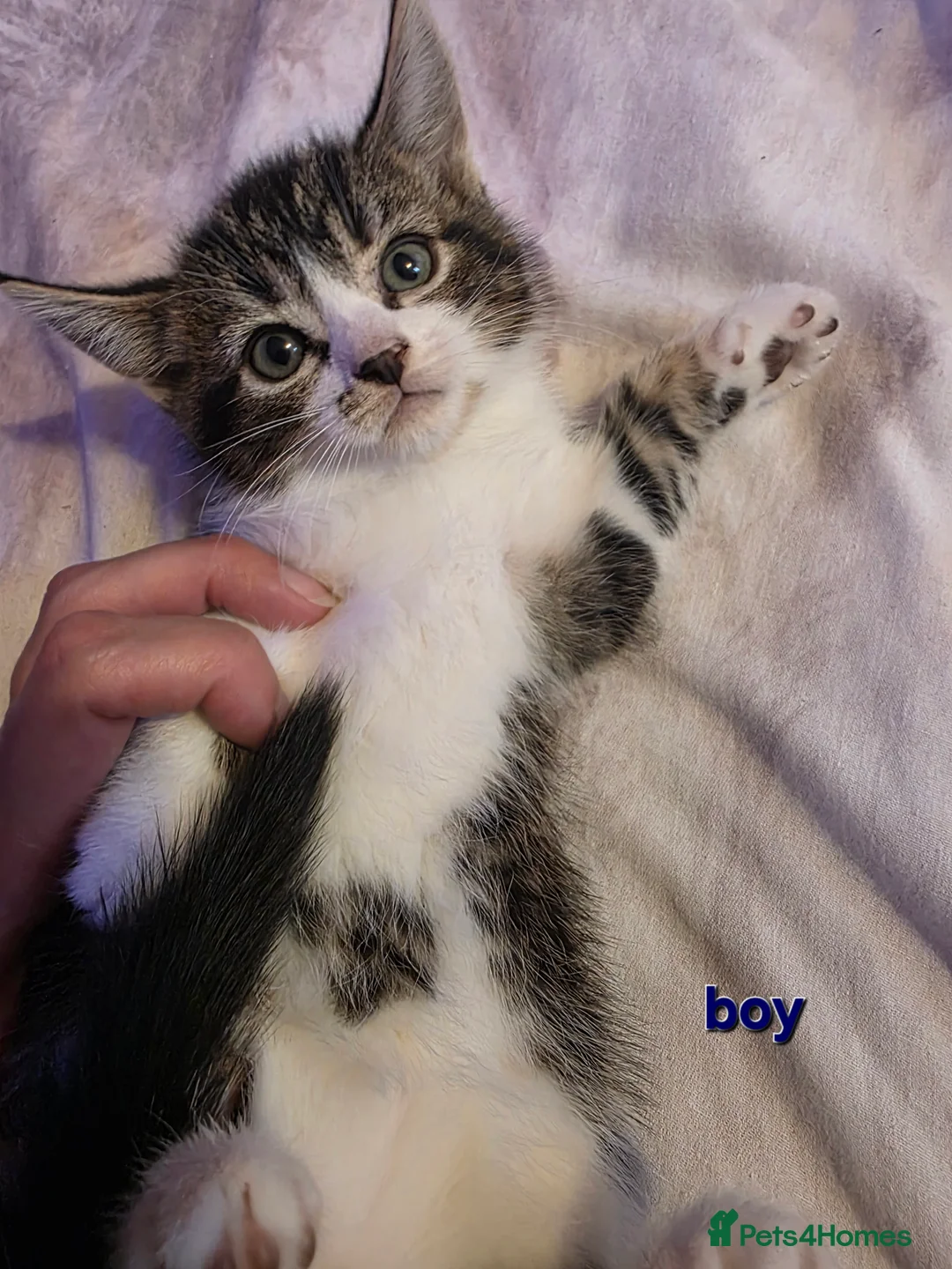 Mixed Breed cats for sale: Adorable Kittens Looking for Their Forever Homes  - Advert 1
