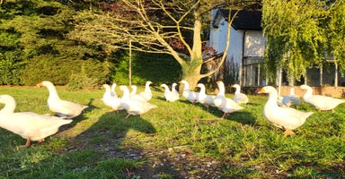 Geese poultry - Advert 13