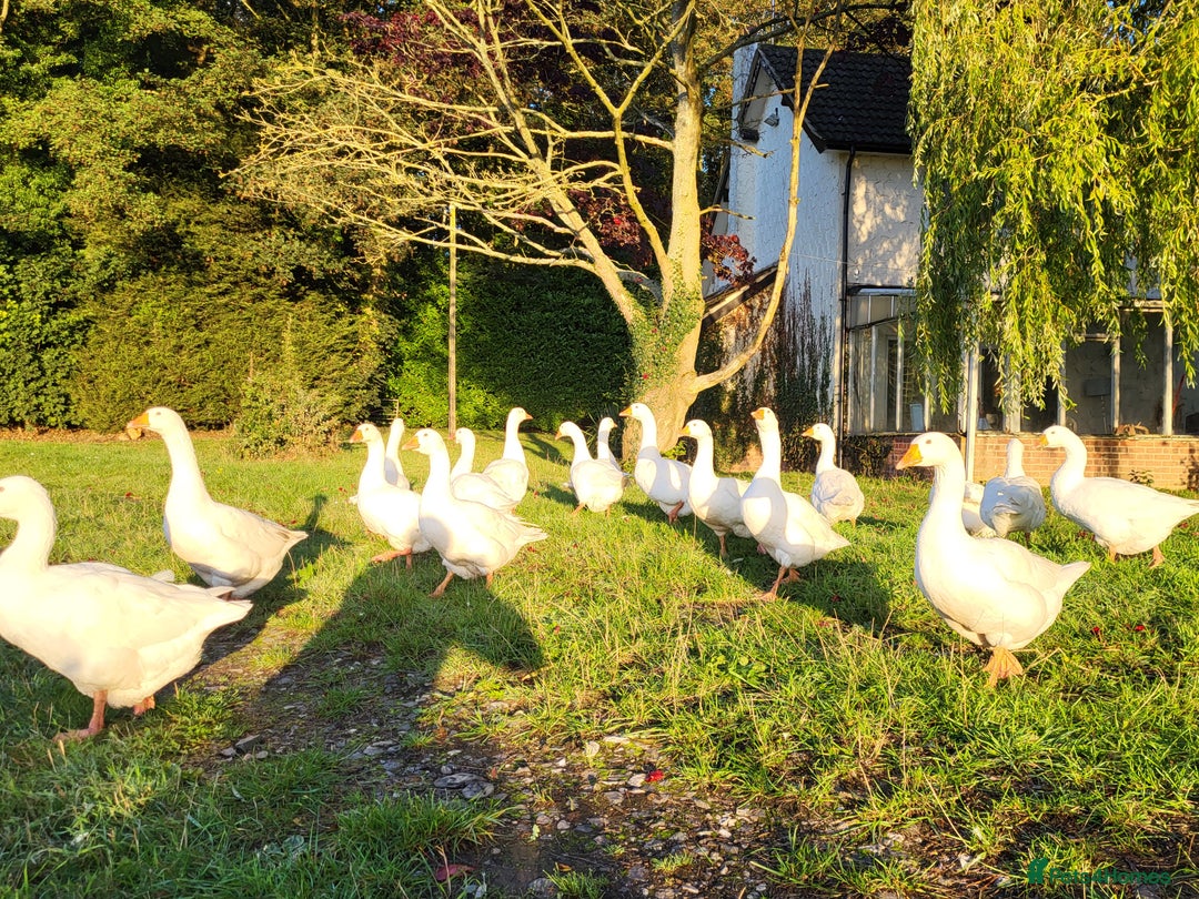 Geese poultry for sale: 13 stunning pure breed Embdem geese.  - Image 3