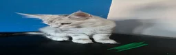 Maine Coon cats for sale: Ready Immediately. TICA 100% Maine Coon rare color - Advert 14