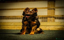 German Shepherd dogs for sale: Black sable working Import male - Image 3