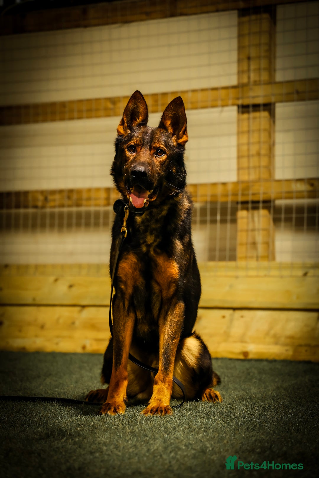 German Shepherd dogs for sale: Black sable working Import male - Image 3