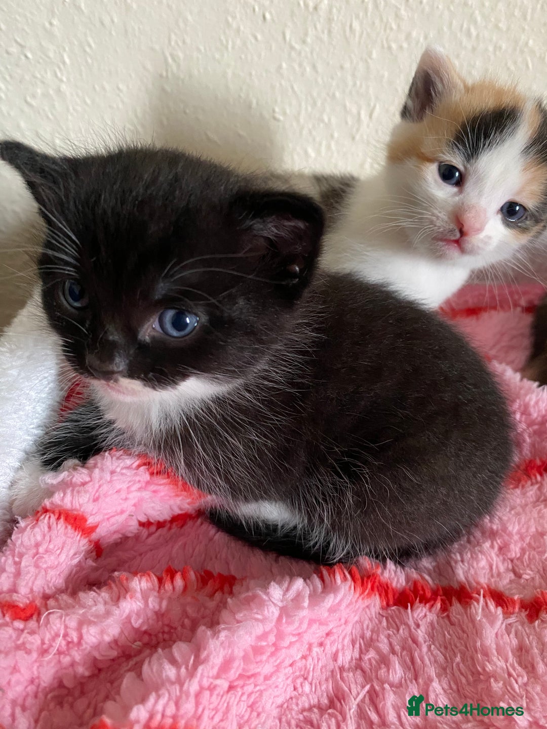 Domestic Shorthair cats for sale: 🐾 3 Beautiful Kittens Looking for Loving 🐾 🐾  - Image 4