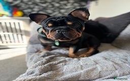 French Bulldog dogs for stud: Big rope pink carrier French bulldog  - Image 3