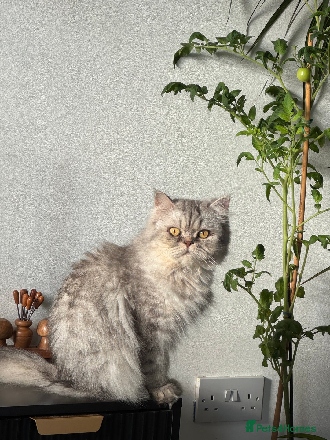 Persian cats for sale: Persian Cats  - Advert 9