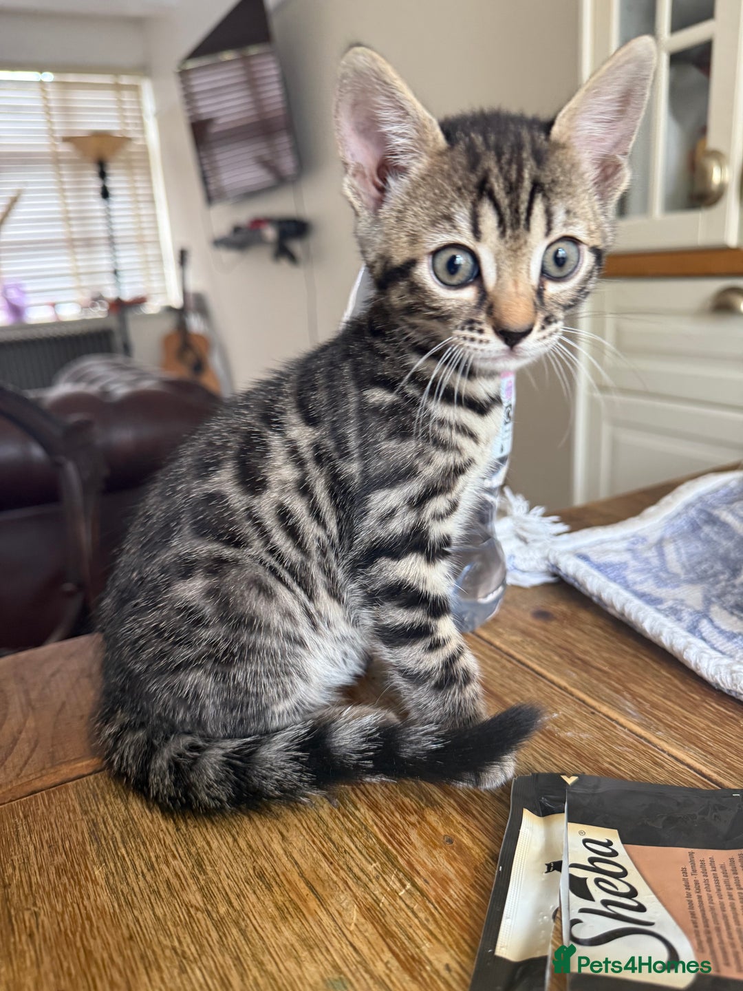 Bengal cats for sale: Bengal - Image 5