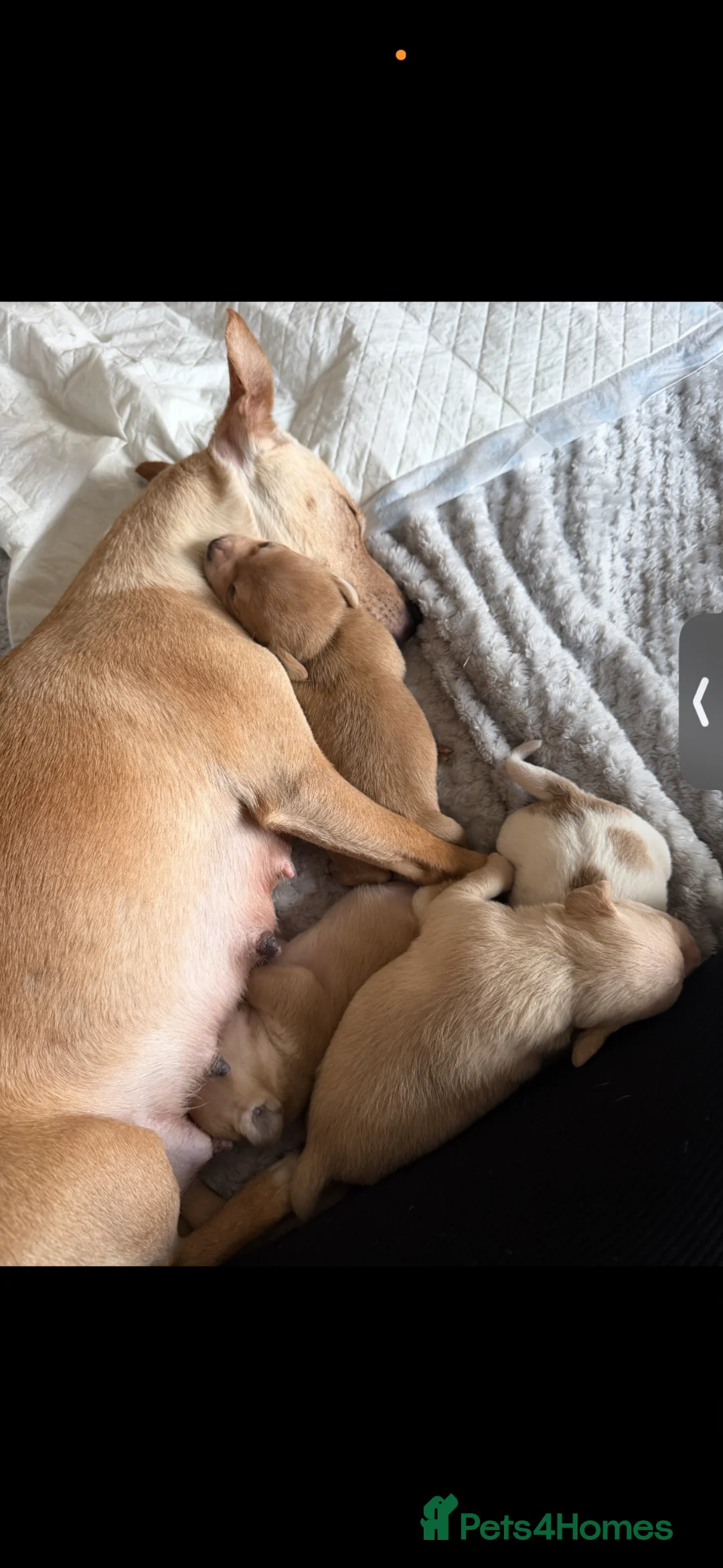 Patterjack dogs for sale: Patterjack puppies  - Advert 7