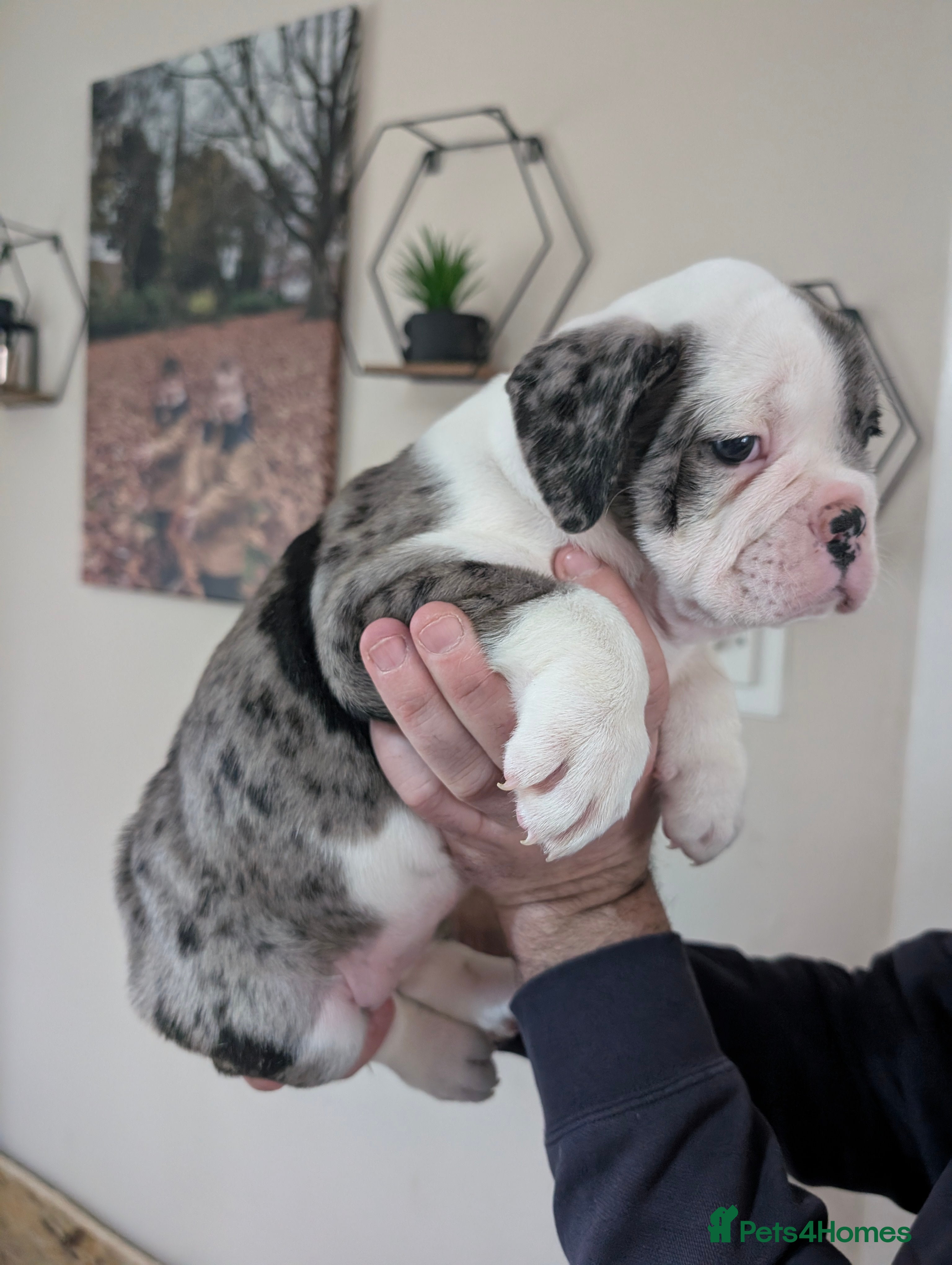 Olde English Bulldogge dogs Old tyme English bulldog - Advert 5