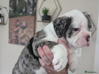 Olde English Bulldogge dogs Old tyme English bulldog - Advert 5