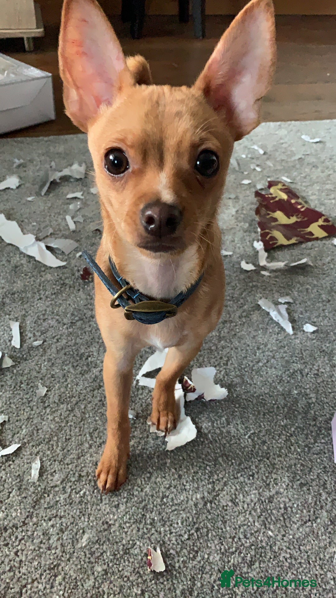 Chihuahua dogs for sale: Chihuahua dog for rehoming - Advert 6