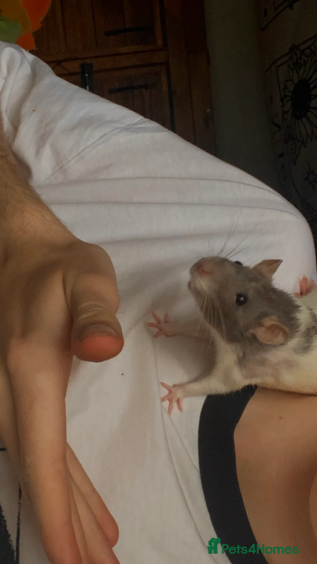 Rat rodents for sale: 3 rats & cage for sale - Advert 8