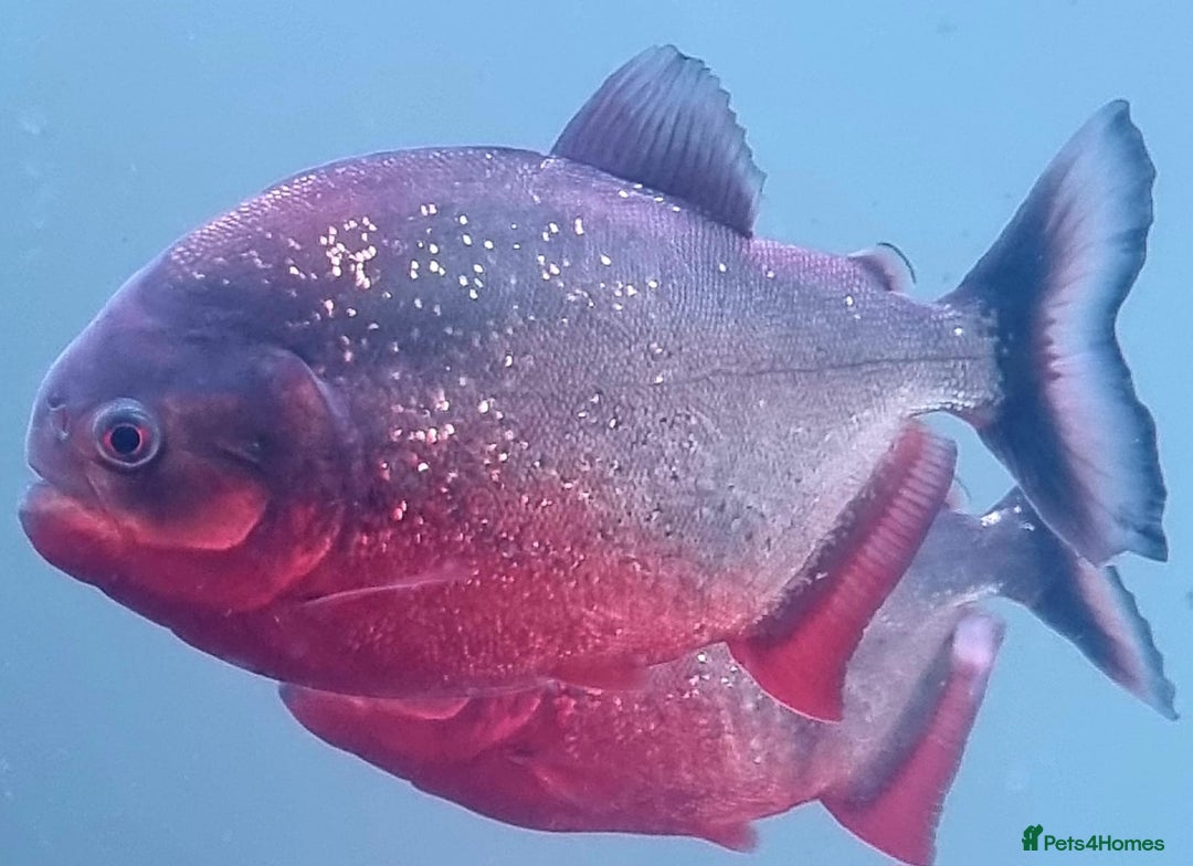 Piranhas fish for sale: 7 x red bellies piranhas - Advert 2