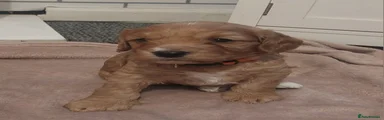 Boy 2