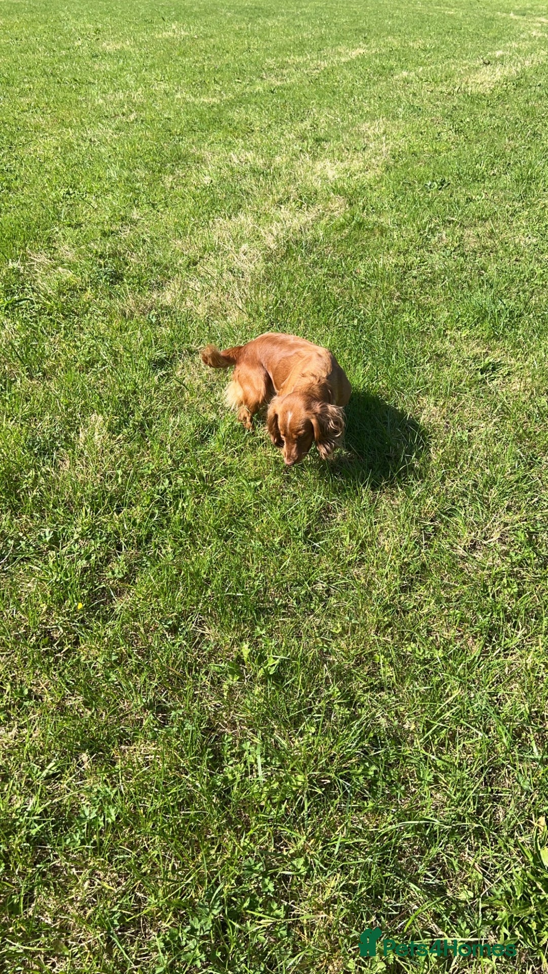 Cocker Spaniel dogs for sale: Worker cocker spaniel puppies for sale  - Image 15