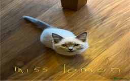 Ragdoll cats for sale: Ragdoll kittens - Image 9